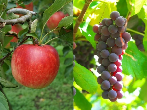 ■【山梨】秋フル全開!!「りんご・ぶどう・みかん」旬の果物トリプル食べ放題!富士山×紅葉の絶景スポット「新倉山浅間公園」・ハーブ庭園散策&秋の味覚「松茸」のお持ち帰り付き♪1